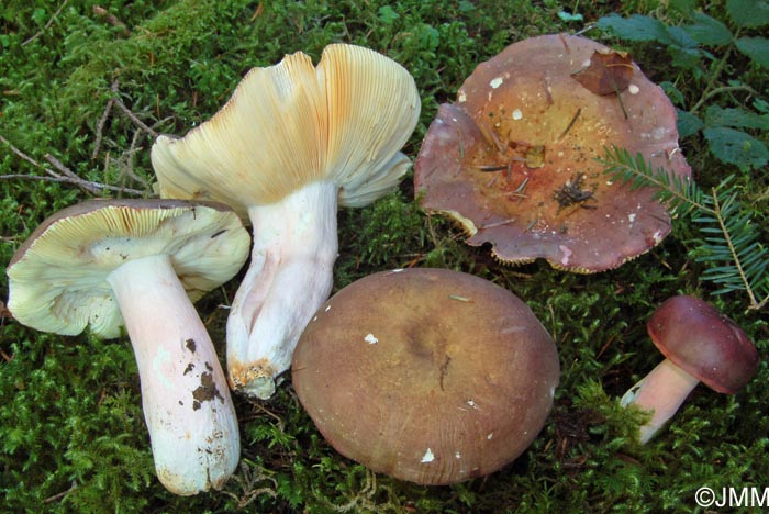 Russula olivacea