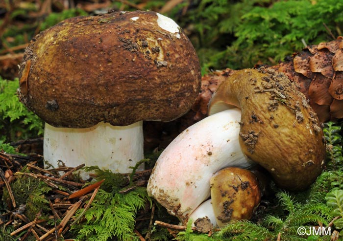 Russula olivacea