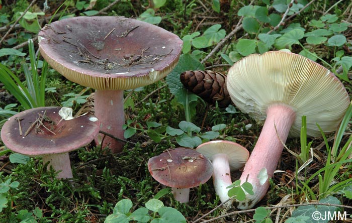 Russula olivacea