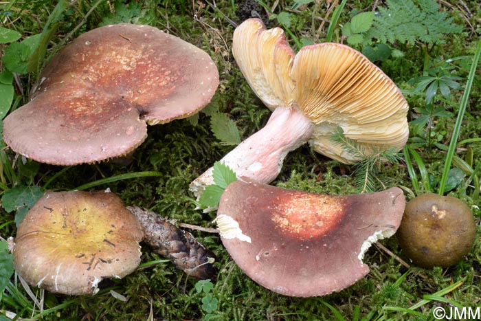 Russula olivacea