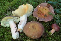 Russula olivacea