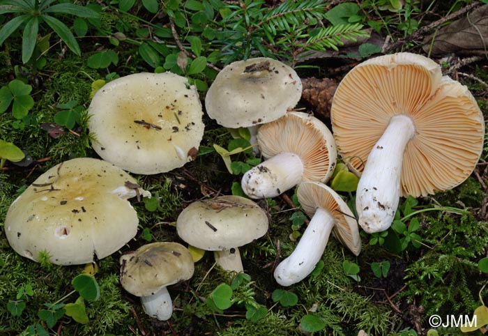 Russula olivascens = Russula postiana