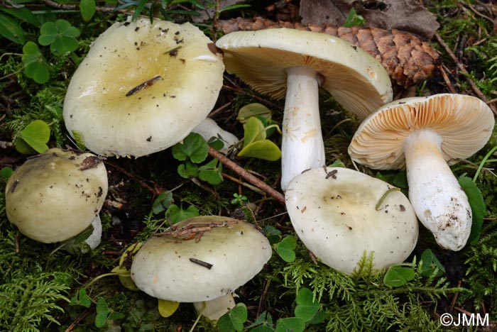 Russula olivascens = Russula postiana