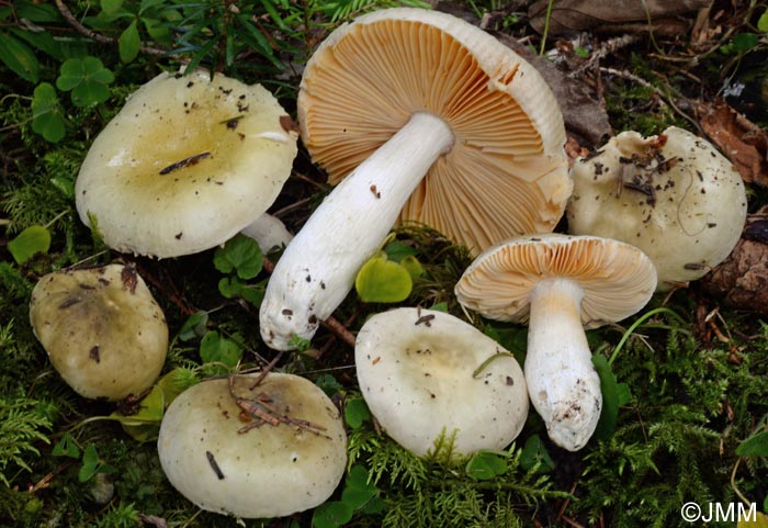 Russula olivascens = Russula postiana