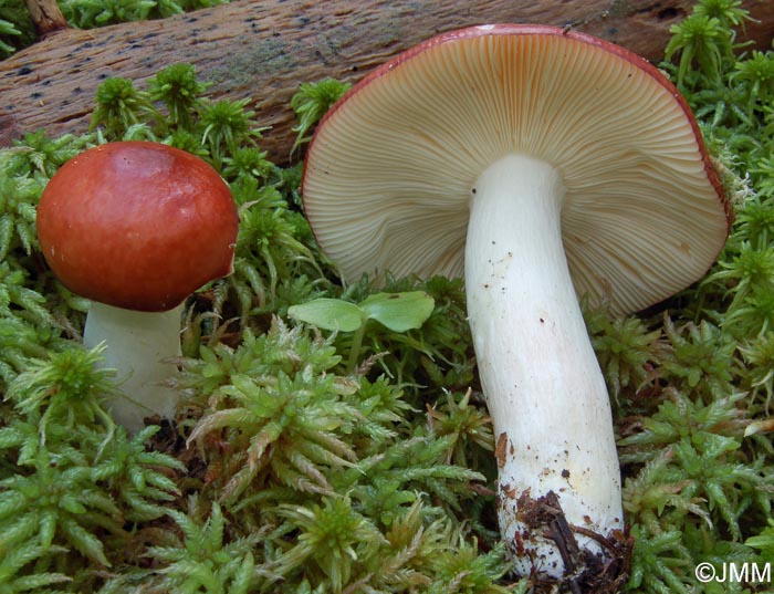 Russula paludosa