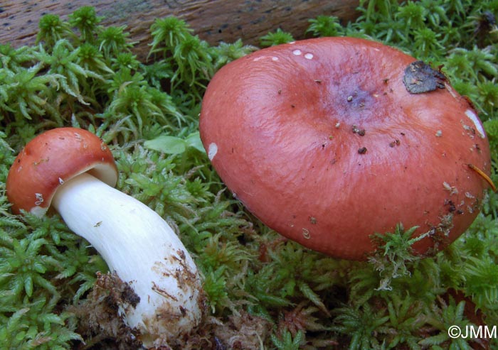 Russula paludosa