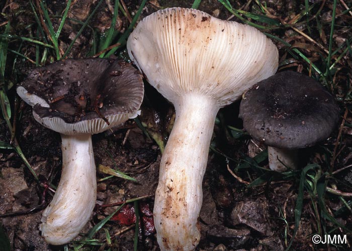 Russula parazurea