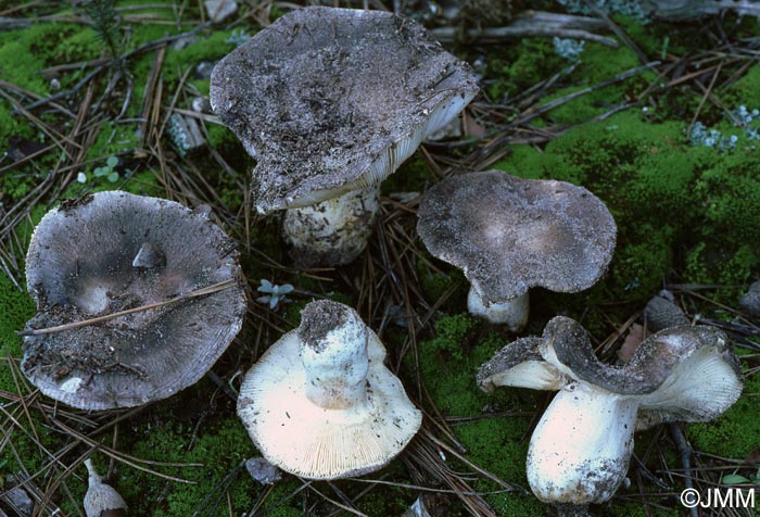 Russula parazurea