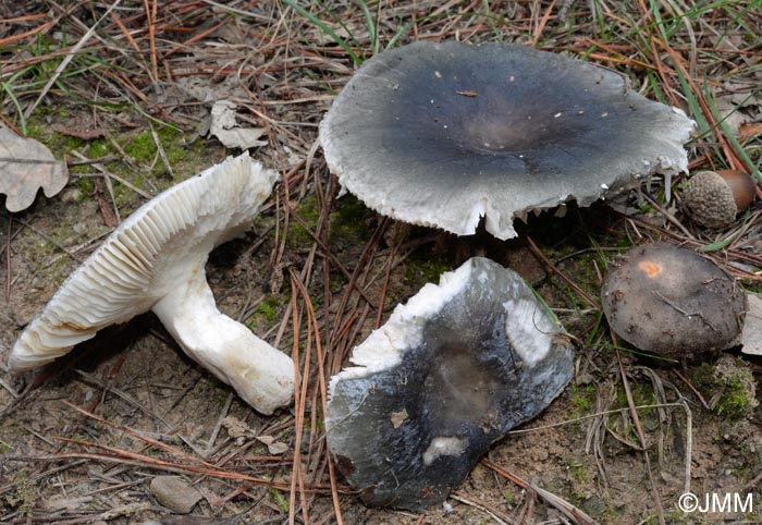 Russula parazurea