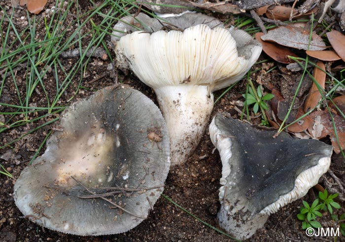 Russula parazurea