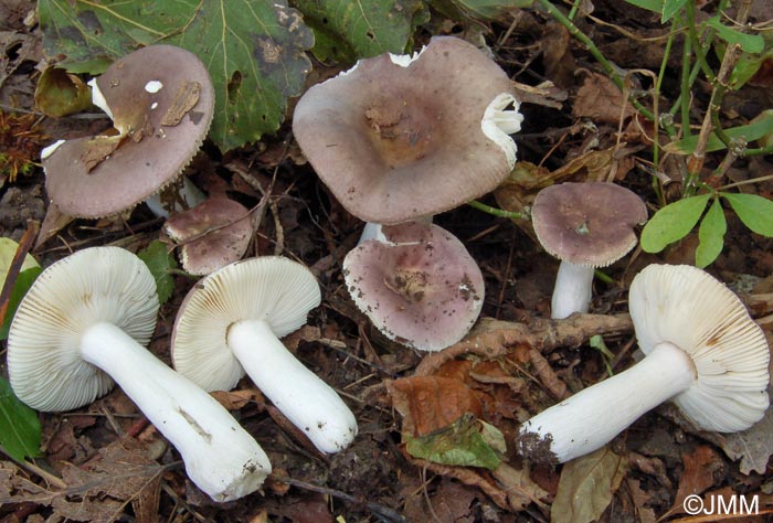 Russula pelargonia