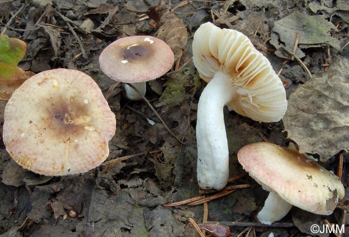 Russula pelargonia