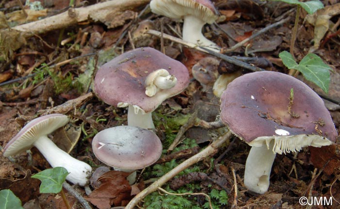 Russula pelargonia