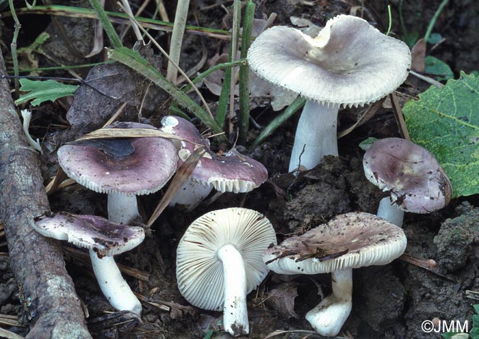 Russula pelargonia