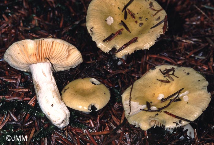 Russula olivascens = Russula postiana