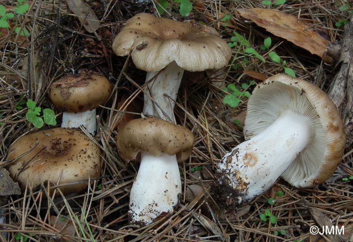 Russula praetervisa