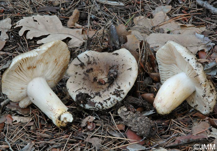 Russula praetervisa