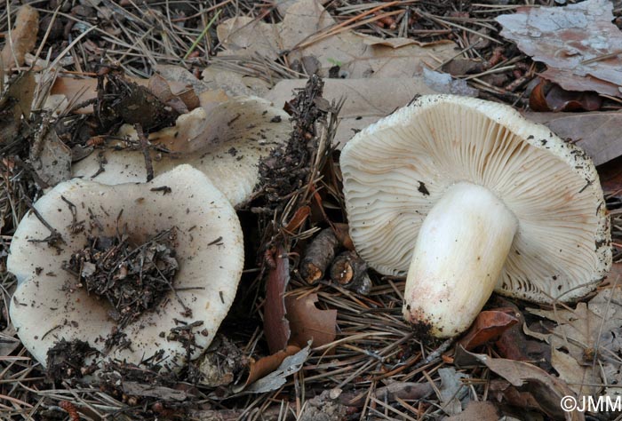 Russula praetervisa