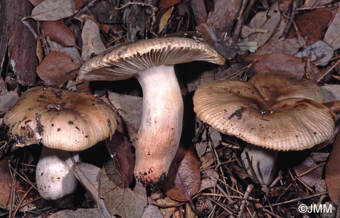 Russula praetervisa