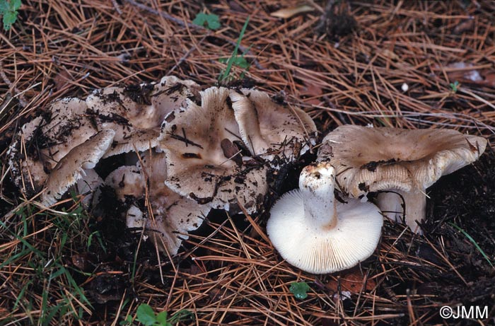 Russula praetervisa