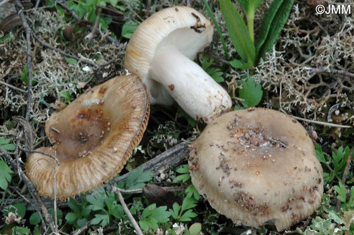 Russula praetervisa