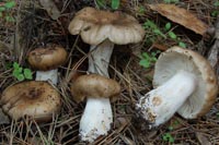 Russula praetervisa