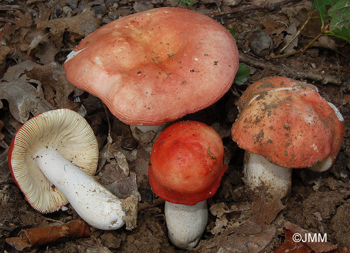 Russula pseudointegra