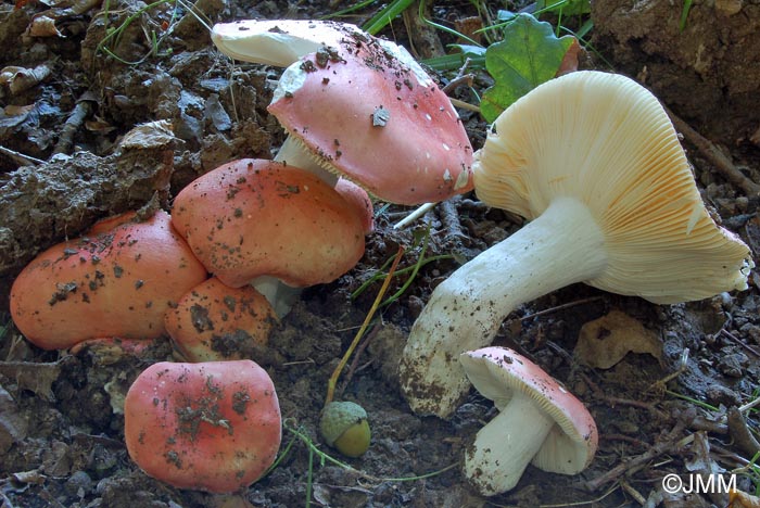 Russula pseudointegra