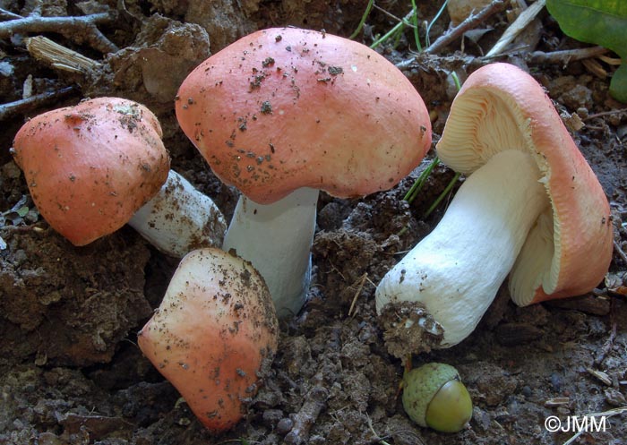 Russula pseudointegra