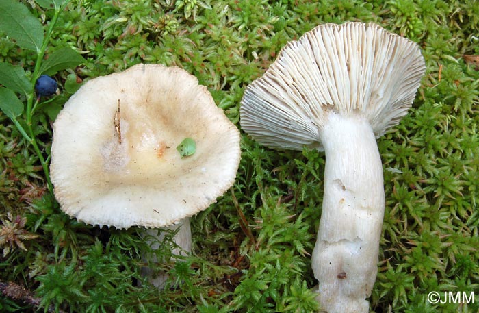 Russula pseudoraoultii