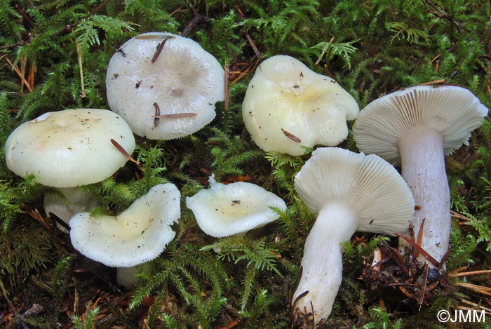 Russula pseudoraoultii