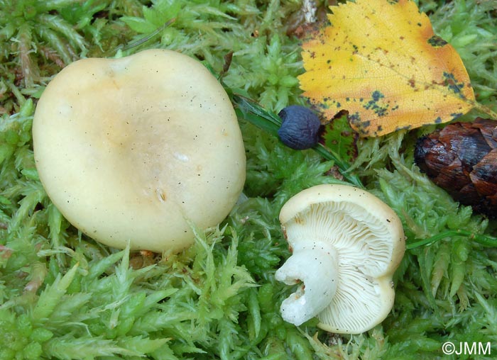 Russula pseudoraoultii