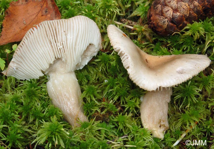 Russula pseudoraoultii