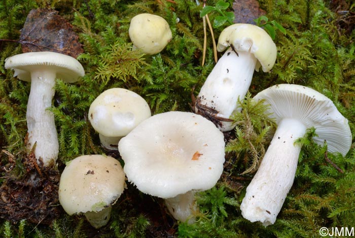 Russula pseudoraoultii