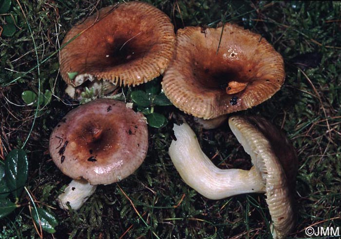 Russula puellaris