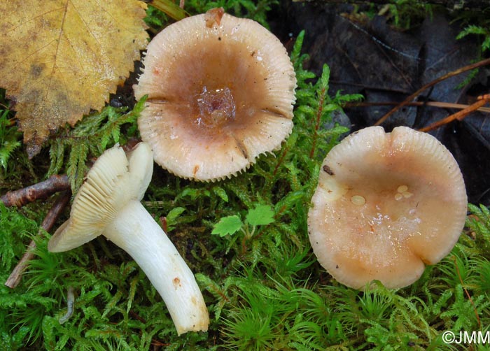 Russula puellaris var. minutalis