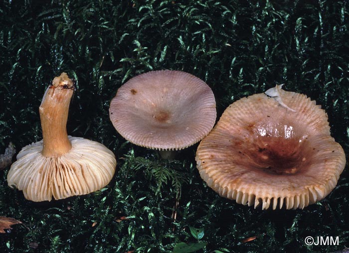 Russula puellaris var. minutalis