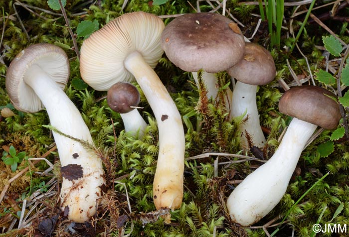 Russula puellaris var. minutalis