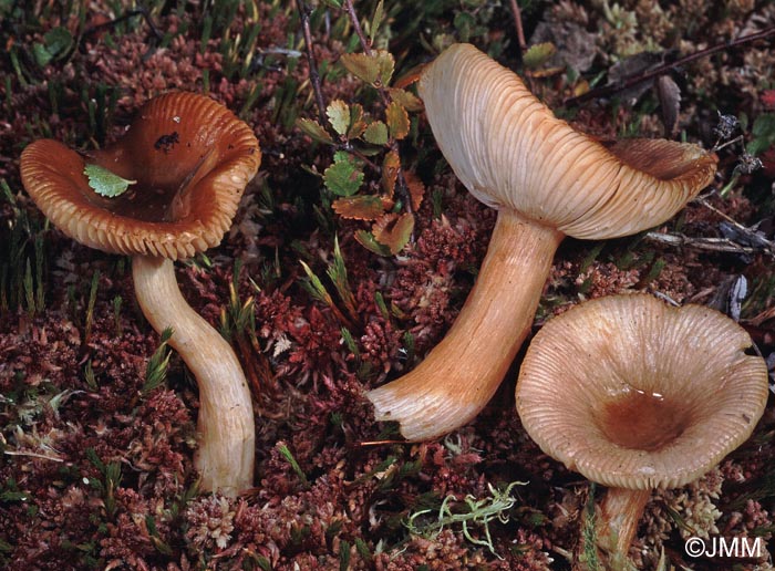 Russula puellaris var. minutalis "sous" Betula nana