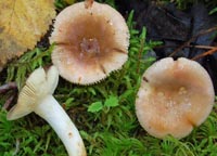 Russula puellaris var. minutalis