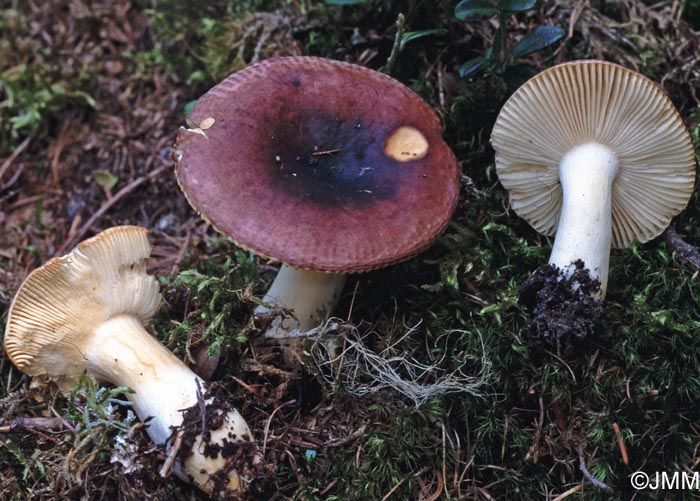 Russula puellaris var. pseudoabietina