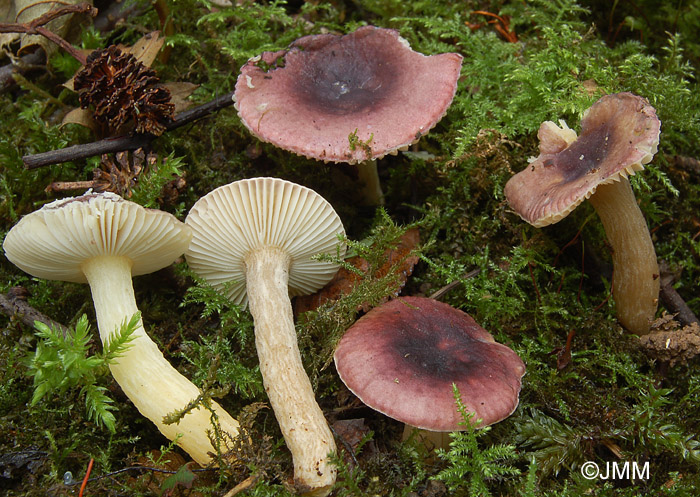 Russula pumila