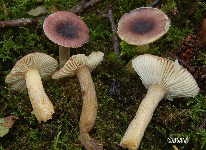 Russula pumila