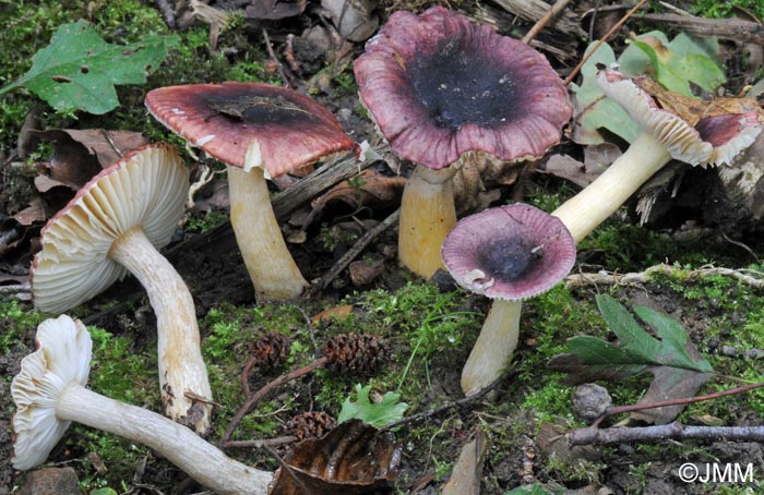 Russula pumila