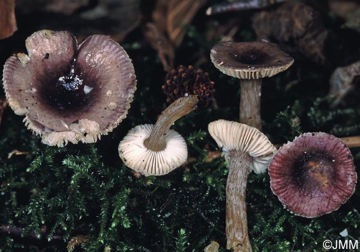 Russula pumila