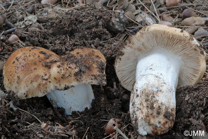 Russula putida