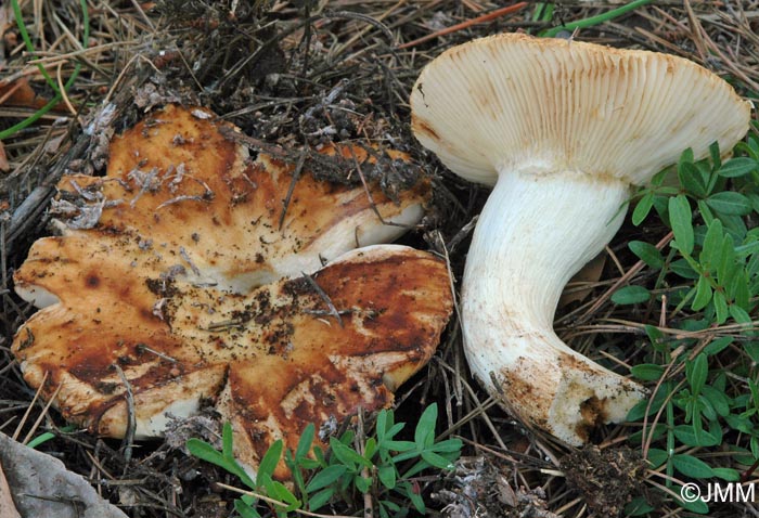 Russula putida