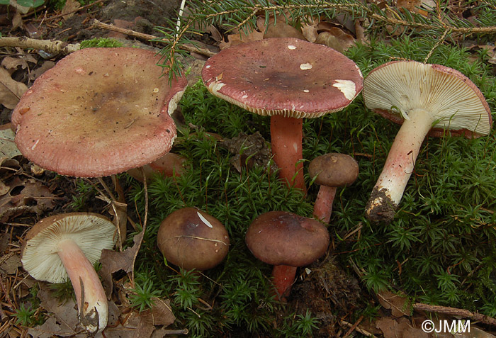 Russula queletii