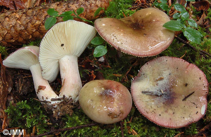 Russula queletii