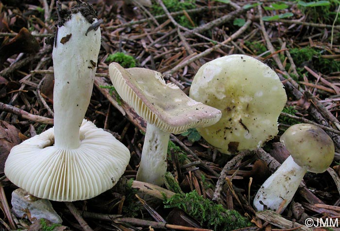 Russula queletii f. flavovirens